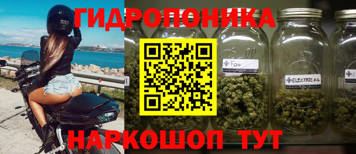 Канабис сатива Кузнецк